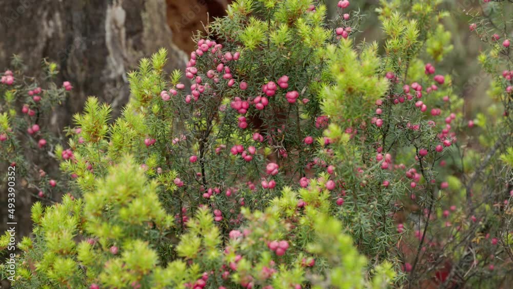 a pink mountain berry bush growing at cradle mountain national park in tasmania, australia a pink mountain berry bush growing at cradle mountain national park in tasmania, australia