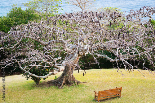 Royal Poinciana tree wooden bench sea Tobago peaceful relaxtion park