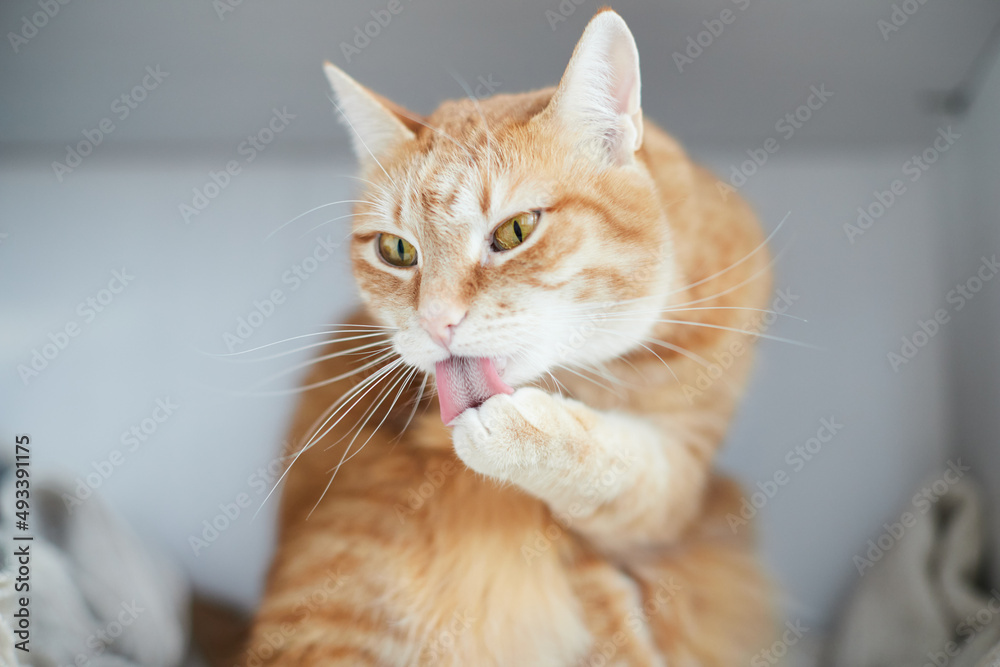 The red cat is funny washing his face. Ginger cat. Front view. The red cat is funny washing his face. Ginger cat. Front view.
