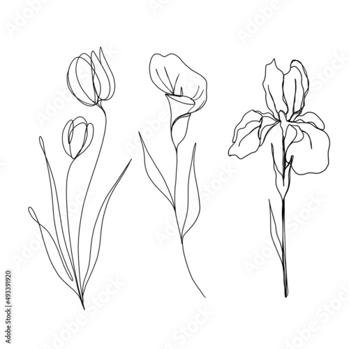 Set set of flowers: tulip, iris and cala continuous line drawing. One line ar...
