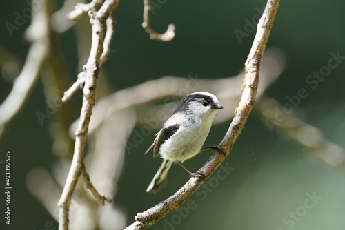 long tailed tit on the branch