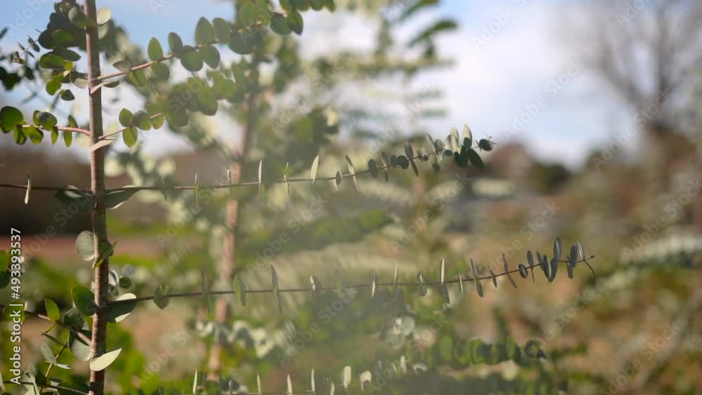 Aromatic euclaptus cinerea silver dollar tree blowing in the wind on a sunny day on the farm - close up of branches