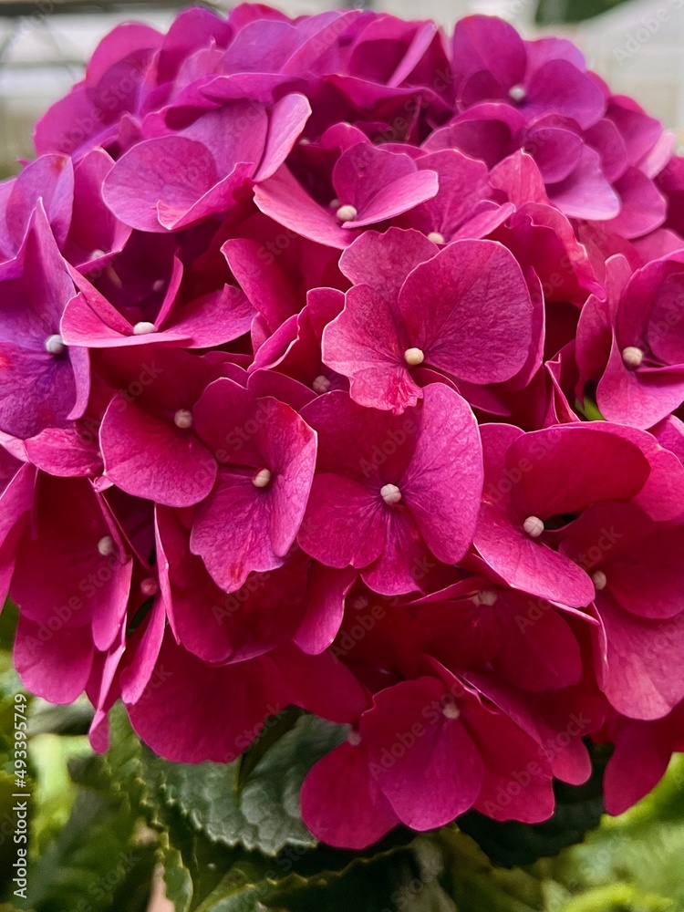 pink hydrangea flower pink hydrangea flower