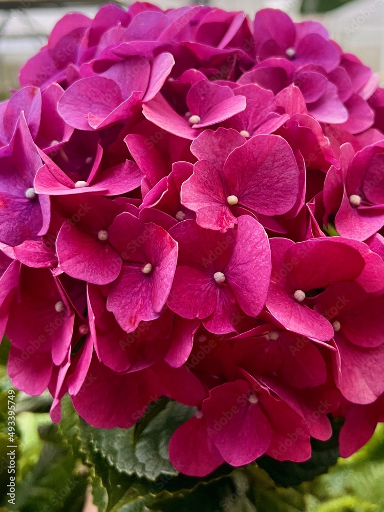 pink hydrangea flower