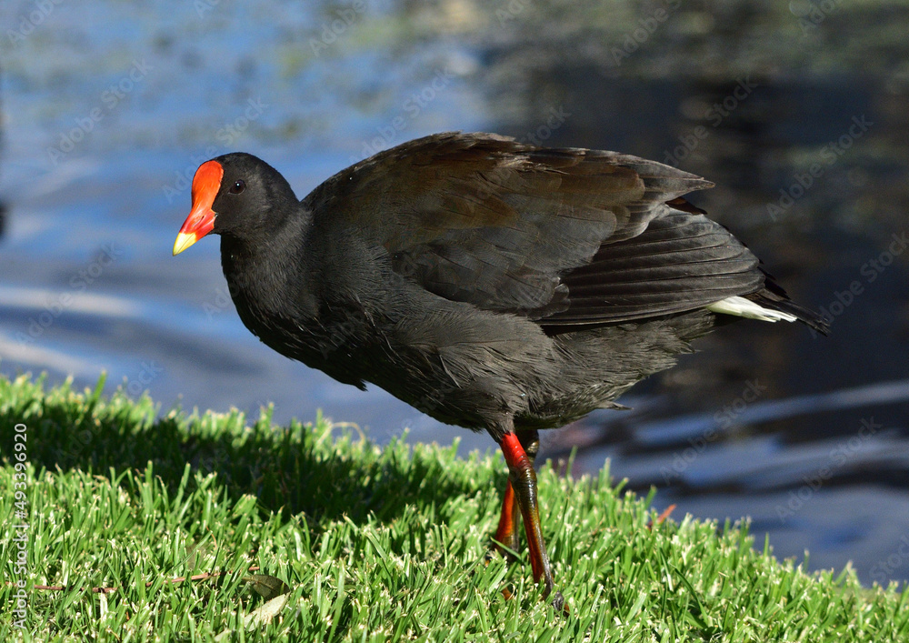 Moorhen foraging near a river Moorhen foraging near a river