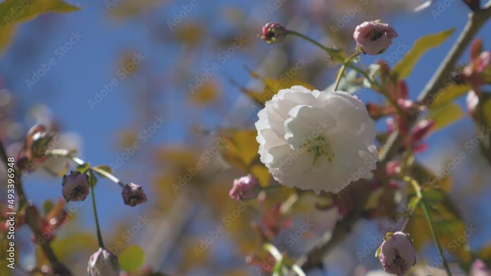 White Cherry blossom hanging down from tree blowing in the wind during a beautiful bright blue day in vancouver bc medium tight looking up stabilized orbit White Cherry blossom hanging down from tree blowing in the wind during a beautiful bright blue day in vancouver bc medium tight looking up stabilized orbit