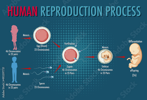 Diagram showing human reproduction process photo