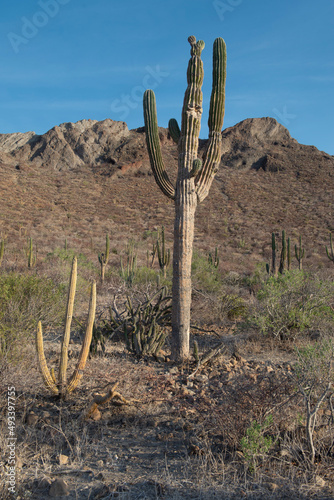 Landscape, desert of the Baja, in the state of Baja California Sur in Mexico, Near the Sea of Cortes, with cactus mountains and a blue sky in a warm summer afternoon. vertical