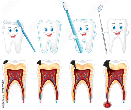 Set of all types of teeth on white background