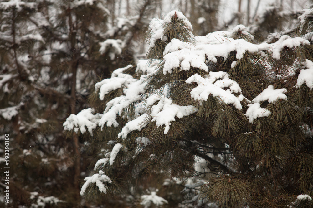 The snow covered the pine branches after the heavy snow The snow covered the pine branches after the heavy snow