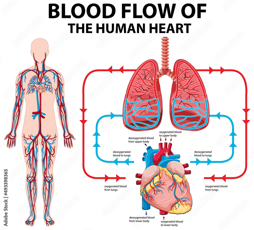diagram-showing-blood-flow-of-human-heart-stock-vector-adobe-stock