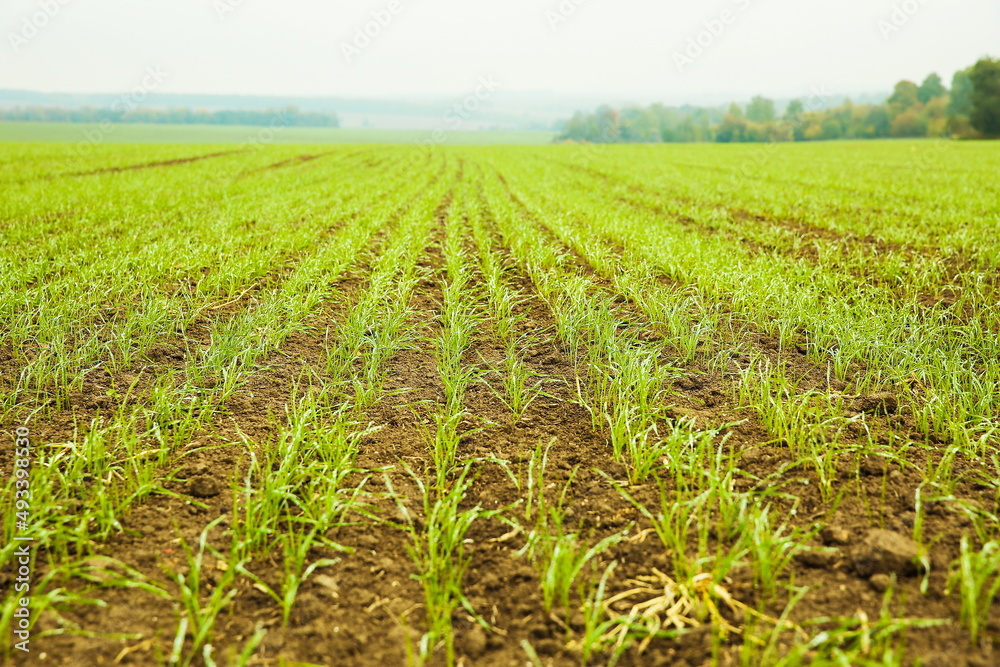 small green wheat sprouts on the field