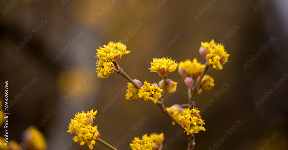 Yellow flowers on the branches. Yellow flowers on the branches.
