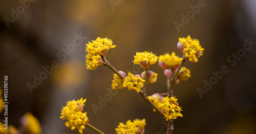 Yellow flowers on the branches.