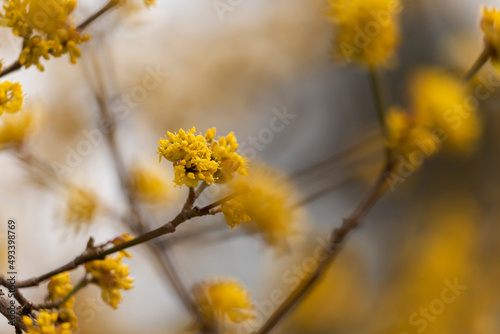 Yellow flowers on the branches.