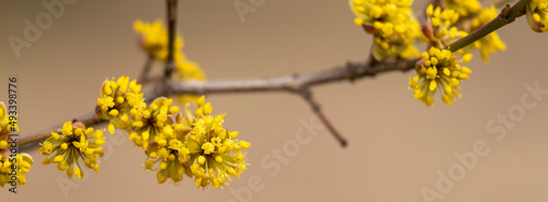 Yellow flowers on the branches.