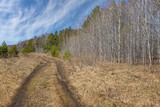 In the forest, after a long winter cold, the trees and the earth come to life, the colors become richer, and the sky is doves. Spring has come to the Urals (Russia). Thin young aspens and green pines