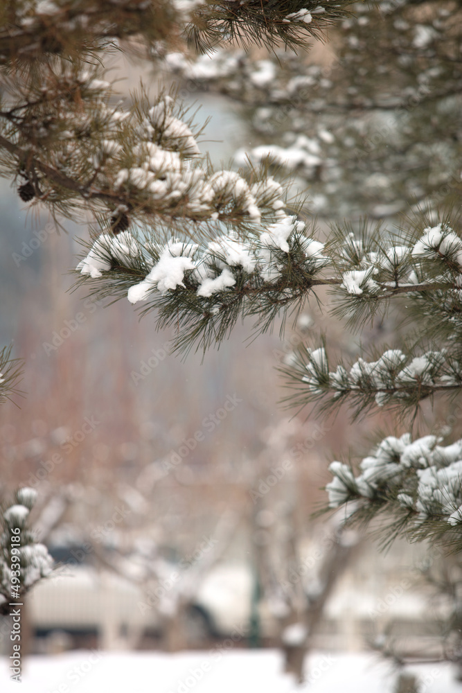 The snow on pine branches in winter