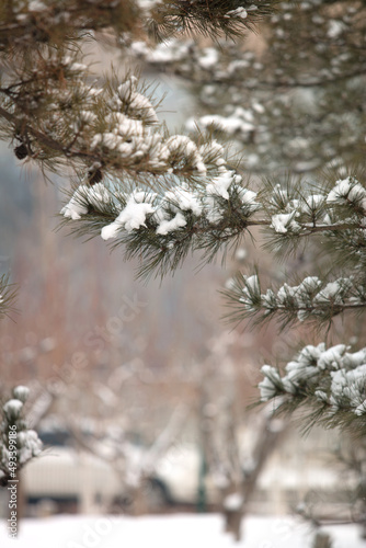 The snow on pine branches in winter © zhenya