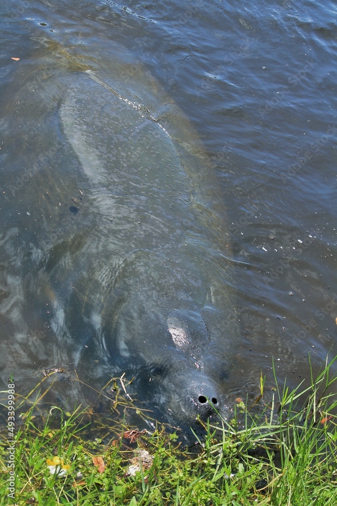 Fototapeta premium Manatee in River
