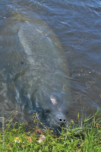 Manatee in River