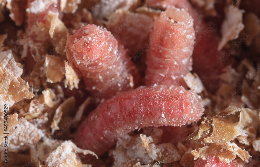 Red maggot worms in sawdust. Red maggot worms in sawdust.