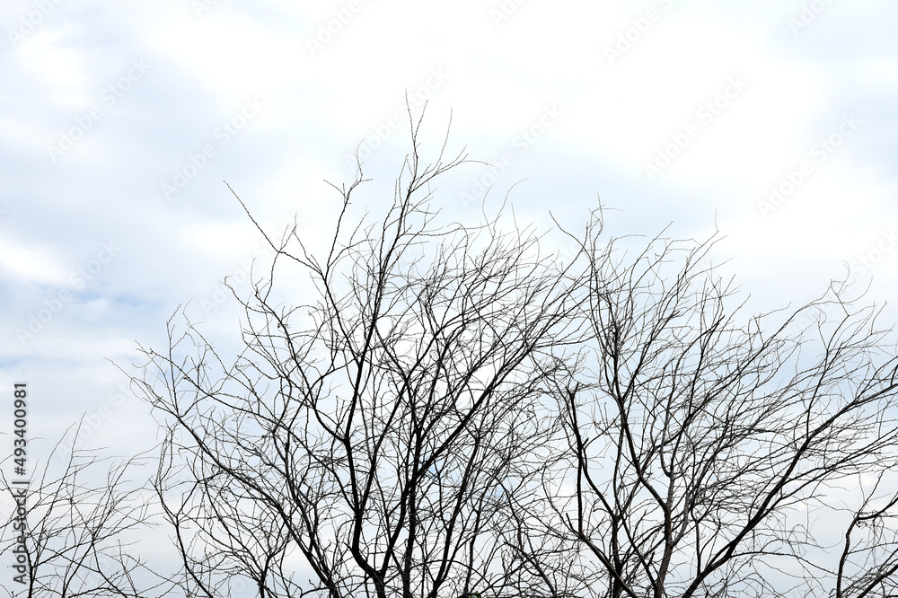 Dried tree with blue sky and clouds, Abstract background Dried tree with blue sky and clouds, Abstract background