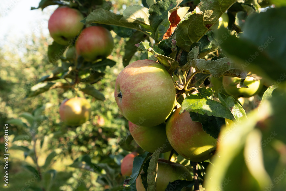Apple orchard. Ripe apples in the garden ready for harvest.