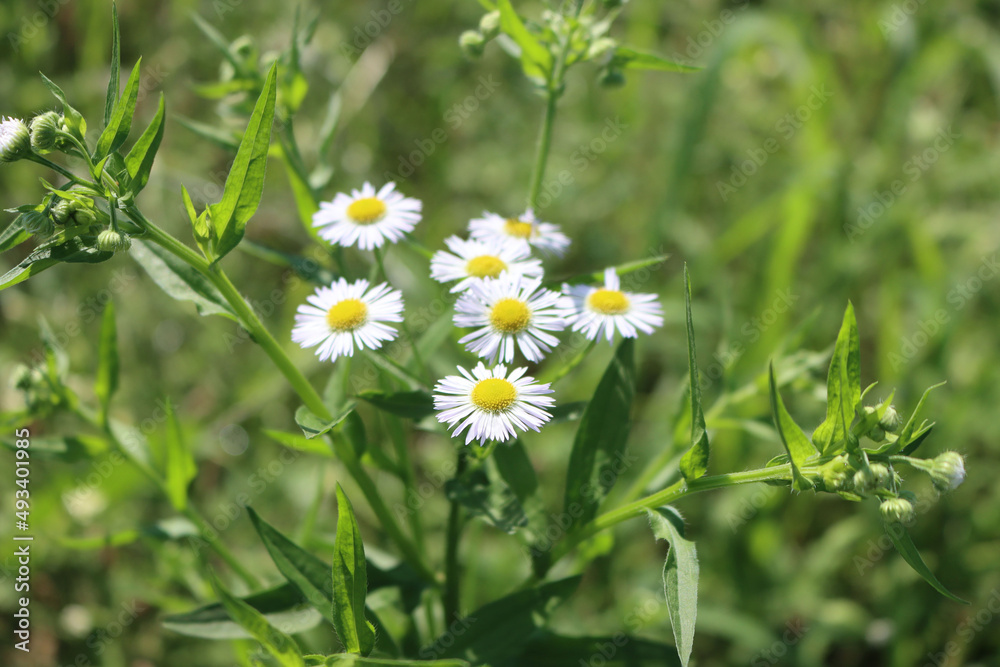 Erigeron annuus. Close-up of wild white and yellow daisies on a sunny day, also called fleabane daisy