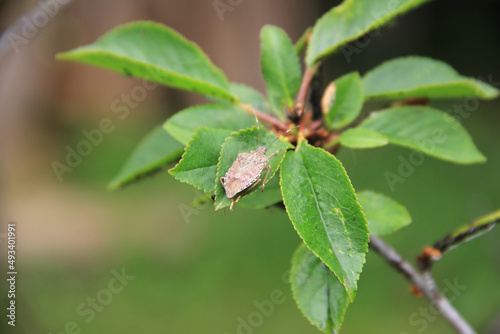 Brown Marmorated shield bug on Sour Cherry branch in the orchard. Halyomorpha halys insect on Prunus cerasus tree