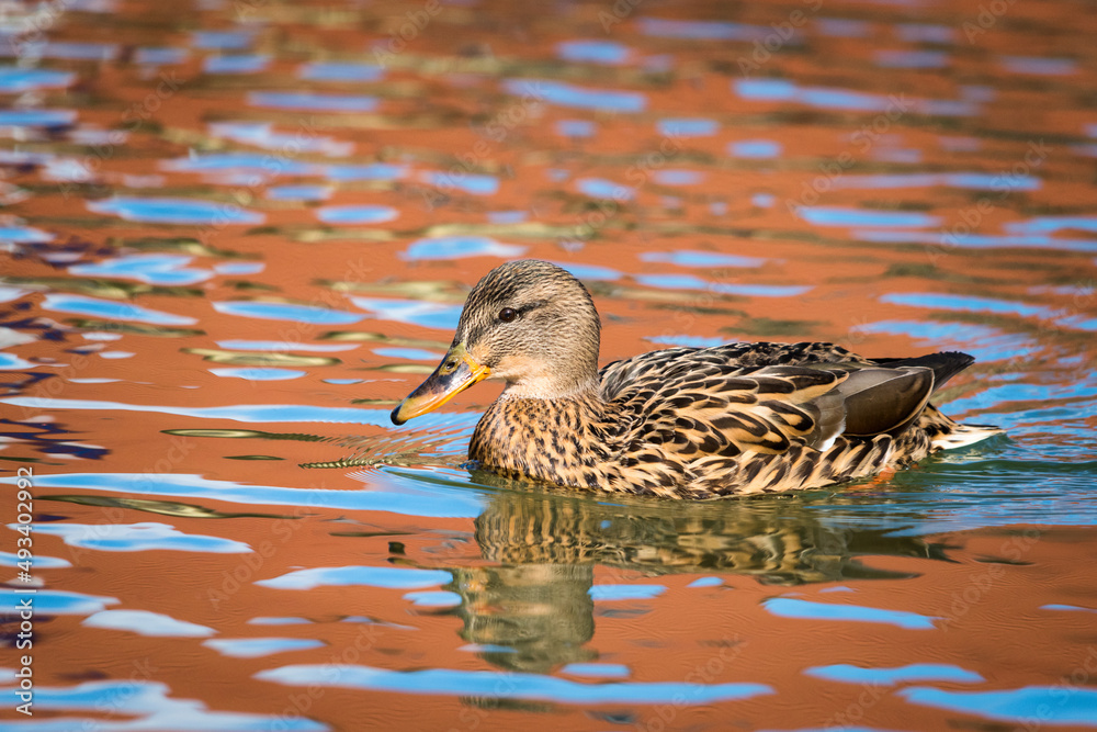 Obraz premium Colourful female duck.