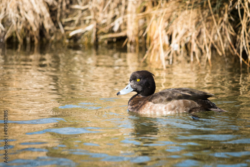 female Tufted Duck swimming in the pond