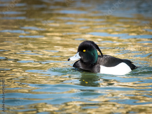 female Tufted Duck swimming in the pond