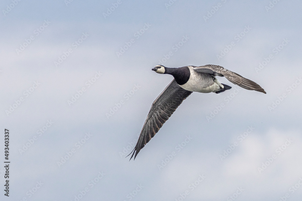 Barnacle goose flying Barnacle goose flying