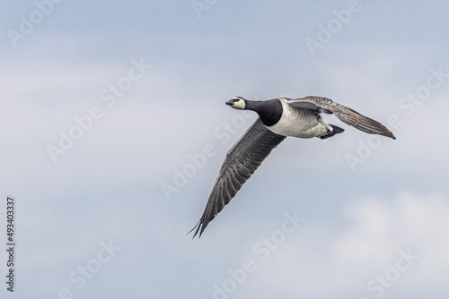 Barnacle goose flying