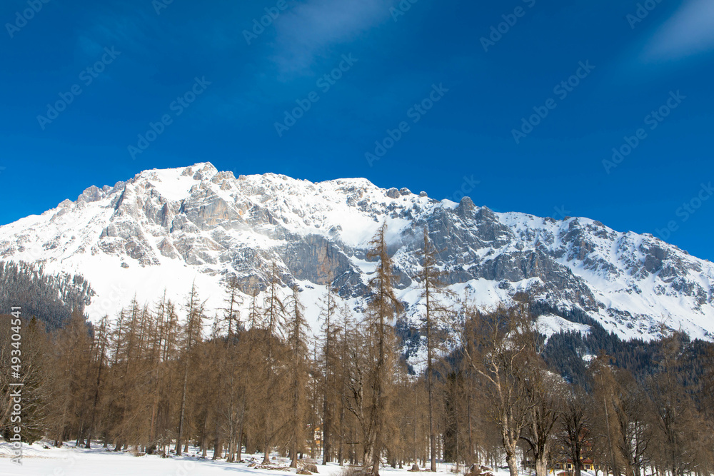 scenery, copy space, fir trees, alpine, area, backgrounds, blue sky, cold temperature, dachstein glacier, dreamlike, environment, european alps, glacier, high, ice, journey, leisure activities, massif