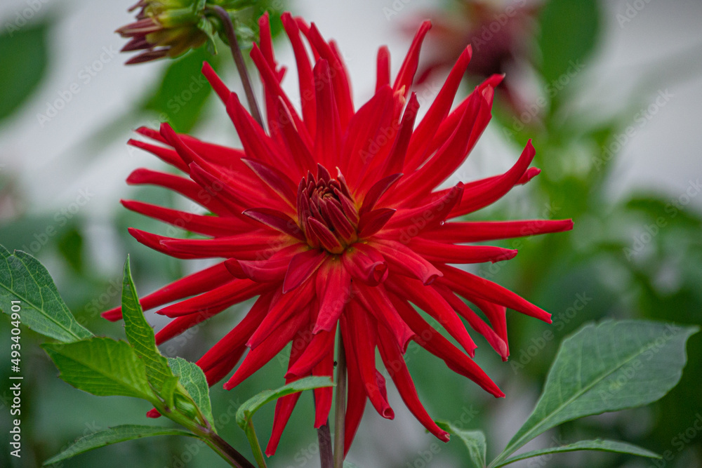 A snapshot of a beautiful red dahlia flower in the village garden. A snapshot of a beautiful red dahlia flower in the village garden.