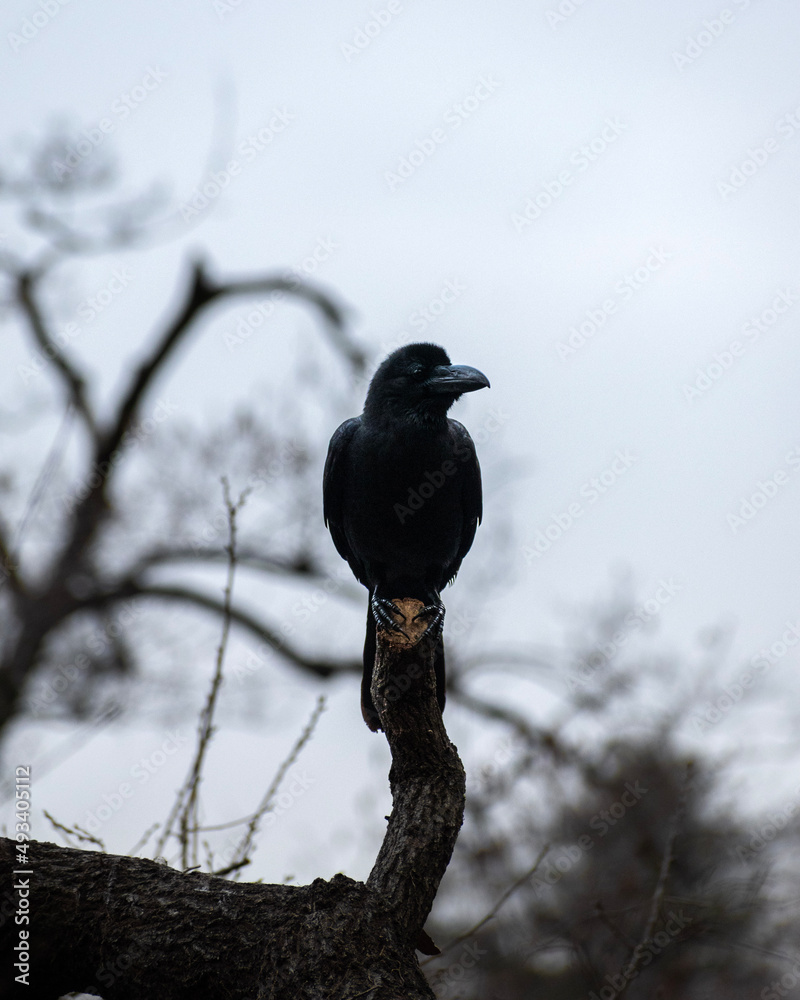 Fototapeta premium bird on a branch