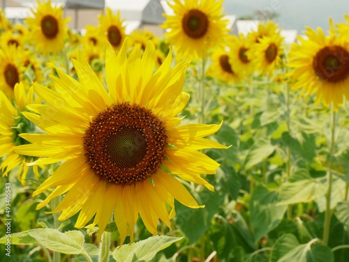 Sunflower fields blooming in the summer countryside.