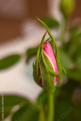 A pink rose bud on a blurry background