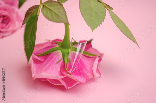 Professional nail tips for extensions, on a pink background with a rose