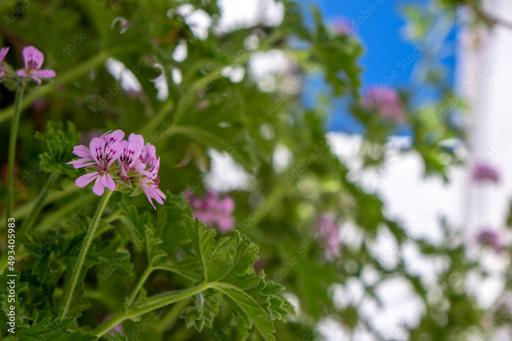 Citronella geranium, Pink bloom mosquito repellent plant background, herb, alternative therapy