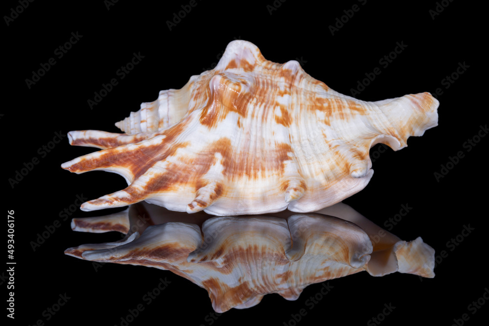 Single snail sea shell of Lambis lambis known as spider conch, isolated on black background, mirror reflection Single snail sea shell of Lambis lambis known as spider conch, isolated on black background, mirror reflection
