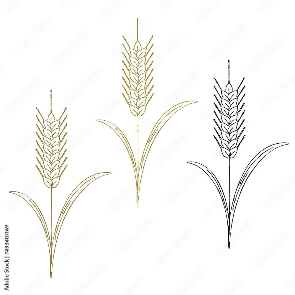 小麦 wheat のイラスト 線画 小麦 wheat のイラスト 線画
