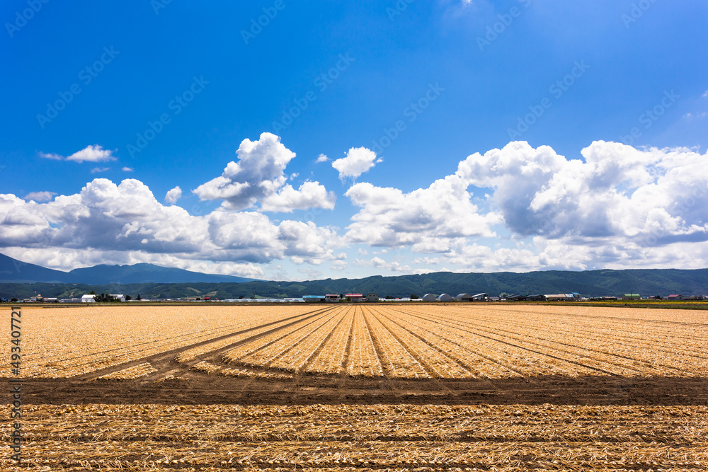 7月の北海道富良野、玉ねぎ畑