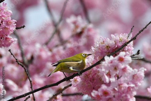 メジロと河津桜