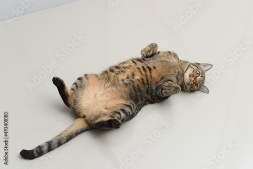 Billede på lærred Tabby cat supine cat on white