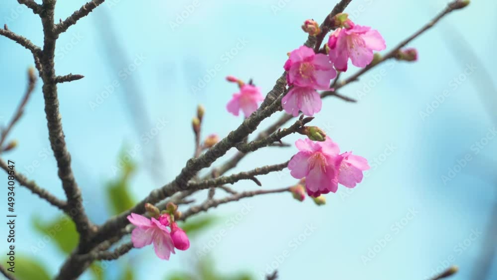 青空とカンヒ桜の蕾と花-Blue sky and Kanhi cherry blossom buds and flowers 青空とカンヒ桜の蕾と花-Blue sky and Kanhi cherry blossom buds and flowers