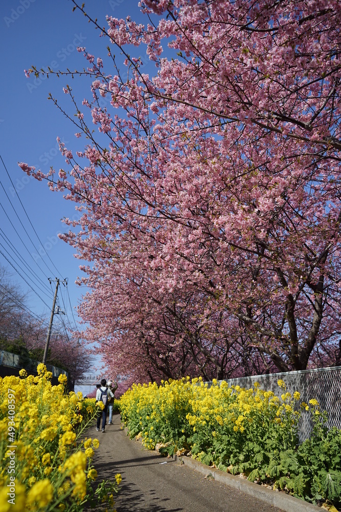 三浦海岸の河津桜並木と菜の花1 三浦海岸の河津桜並木と菜の花1