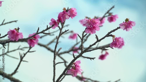 青空とカンヒ桜の蕾と花-Blue sky and Kanhi cherry blossom buds and flowers photo